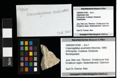 Foto (Objekt + Etiketten) von Cracensigillatus acutirostris (Moericke, 1889) 